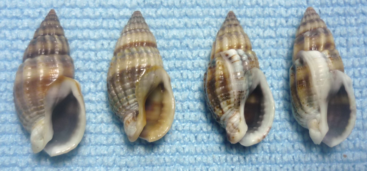 Nassarius nitidus